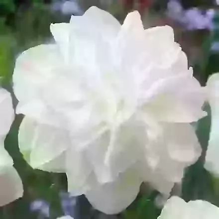 White Medal